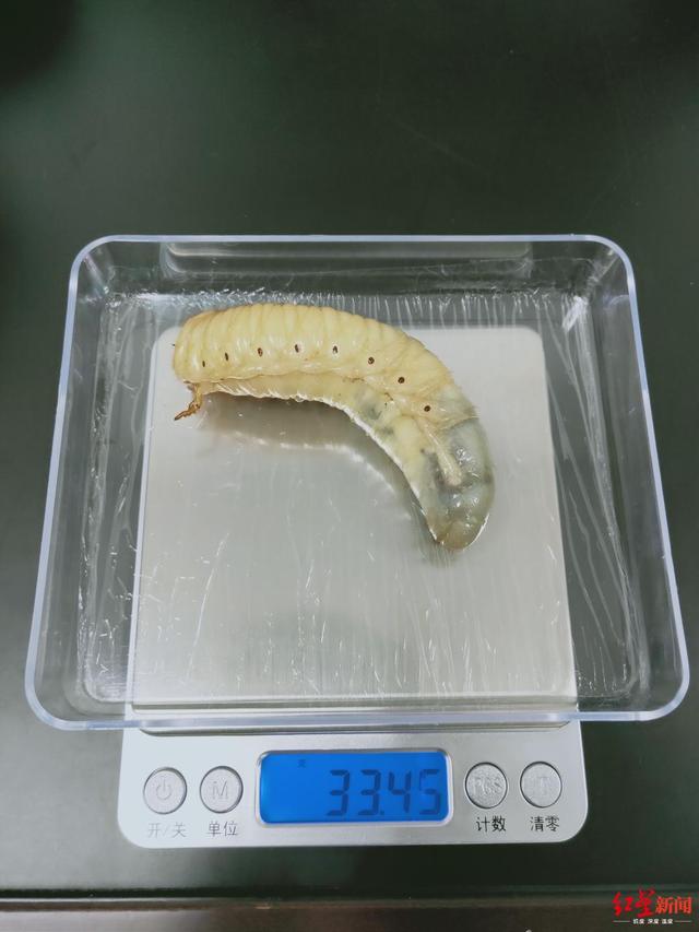 独角仙是什么昆虫，独角仙外形和特点（看了这只甲虫的励志故事）