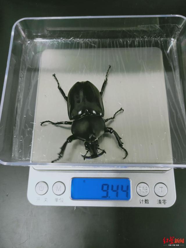 独角仙是什么昆虫，独角仙外形和特点（看了这只甲虫的励志故事）