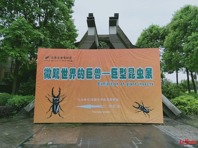 独角仙是什么昆虫，独角仙外形和特点（看了这只甲虫的励志故事）