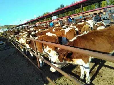 养牛大棚怎么搭建，养牛大棚建设图片（养牛如何建场？如何分析成本）