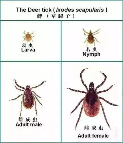 身上长黑点是怎么回事，身上长黑色斑点是什么原因（身上冒出这种“小黑点”别乱拔）