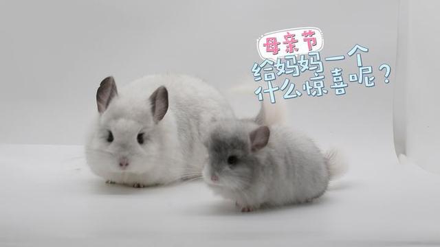 银斑龙猫介绍，金色和银斑生出什么龙猫（小龙猫给妈妈准备了什么惊喜）