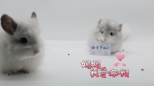 银斑龙猫介绍，金色和银斑生出什么龙猫（小龙猫给妈妈准备了什么惊喜）