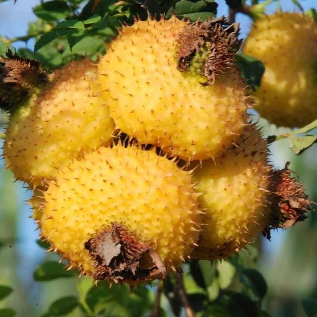 维c的水果有哪些，含维C的水果有哪些（十大富含维C的蔬菜和水果）