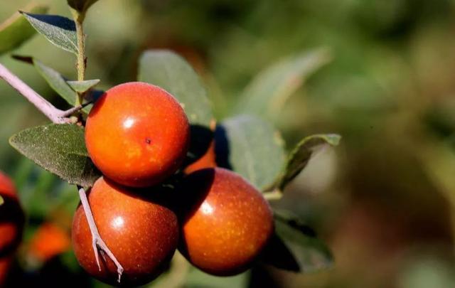 维c的水果有哪些，含维C的水果有哪些（十大富含维C的蔬菜和水果）