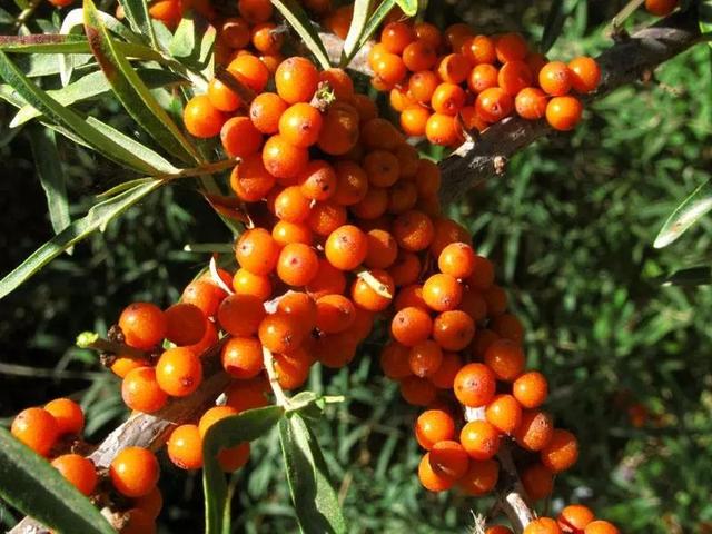 维c的水果有哪些，含维C的水果有哪些（十大富含维C的蔬菜和水果）