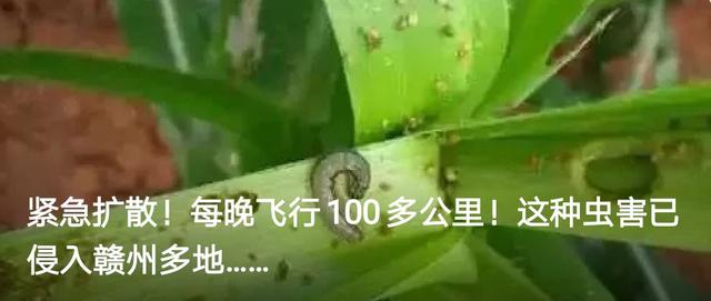 红包待入账是什么意思，收红包显示待入账怎么回事（微信红包和转账的区别居然这么大）