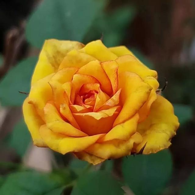 黄玫瑰代表什么意思花语是什么，黄玫瑰的花语是什么意思（520“花”式撩妹必备）