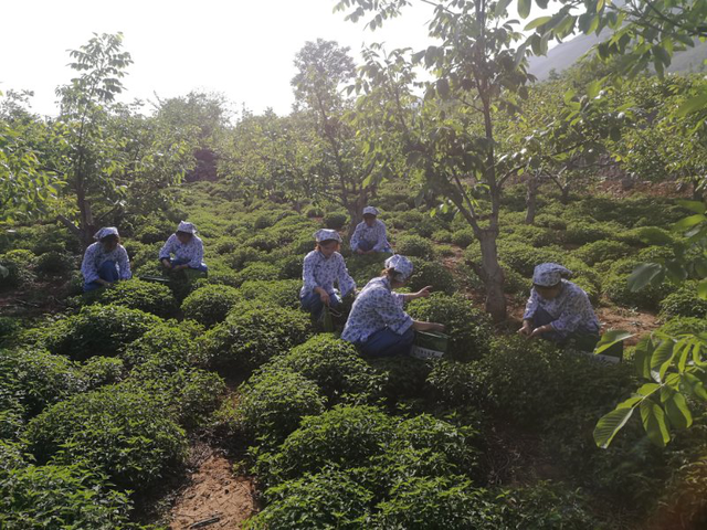冬凌草胶囊，冬凌草胶囊的副作用（冬凌草产业扶贫“扶”出长远致富路）