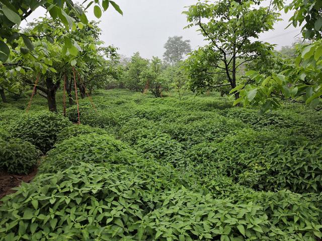 冬凌草胶囊，冬凌草胶囊的副作用（冬凌草产业扶贫“扶”出长远致富路）