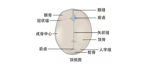 婴儿门囟门怎么读，囟怎么读（囟的读法（这些医学名词你们真的读对了吗）