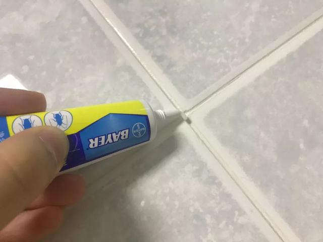 会飞的蟑螂是怀孕了吗，蟑螂会飞嘛（终于和这种让你半夜失声尖叫的生物说债见了）