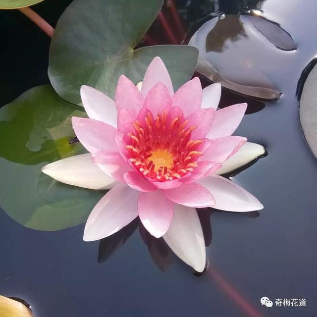 睡莲怎么养才能开花又快又多，到底怎么才能让水养睡莲开花