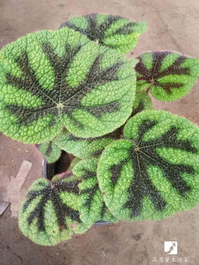 吊兰和绿萝吸甲醛哪个好，吊兰怎么养才能更旺盛（吸甲醛最好的植物排行榜来了）