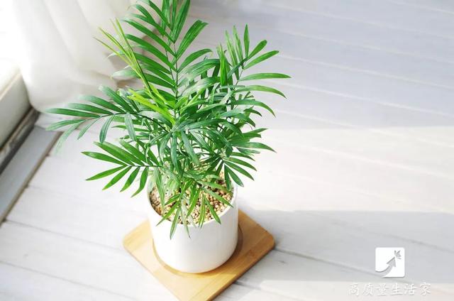 吊兰和绿萝吸甲醛哪个好，吊兰怎么养才能更旺盛（吸甲醛最好的植物排行榜来了）