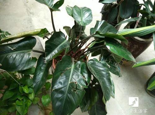 吊兰和绿萝吸甲醛哪个好，吊兰怎么养才能更旺盛（吸甲醛最好的植物排行榜来了）