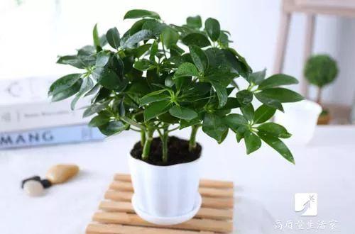 吊兰和绿萝吸甲醛哪个好，吊兰怎么养才能更旺盛（吸甲醛最好的植物排行榜来了）