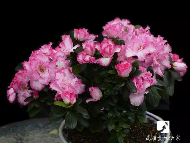 吊兰和绿萝吸甲醛哪个好，吊兰怎么养才能更旺盛（吸甲醛最好的植物排行榜来了）