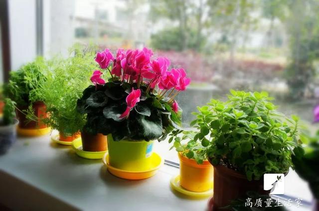 吊兰和绿萝吸甲醛哪个好，吊兰怎么养才能更旺盛（吸甲醛最好的植物排行榜来了）