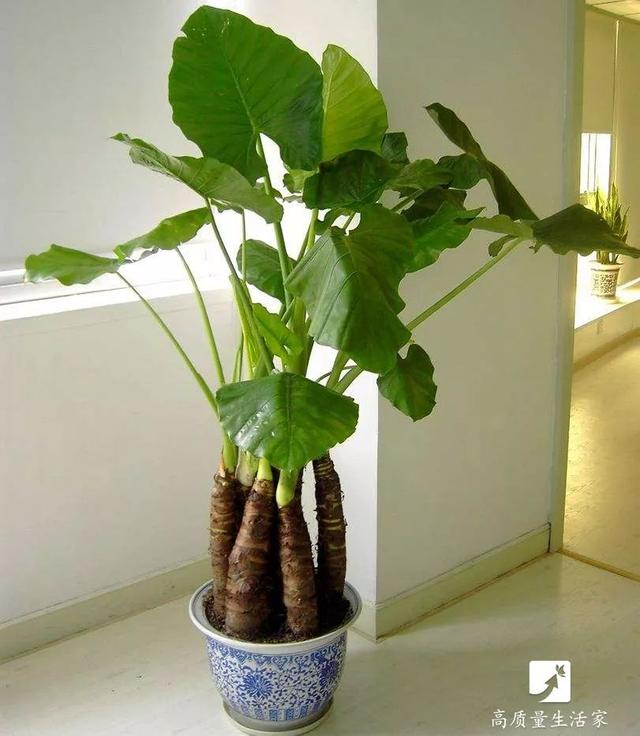 吊兰和绿萝吸甲醛哪个好，吊兰怎么养才能更旺盛（吸甲醛最好的植物排行榜来了）