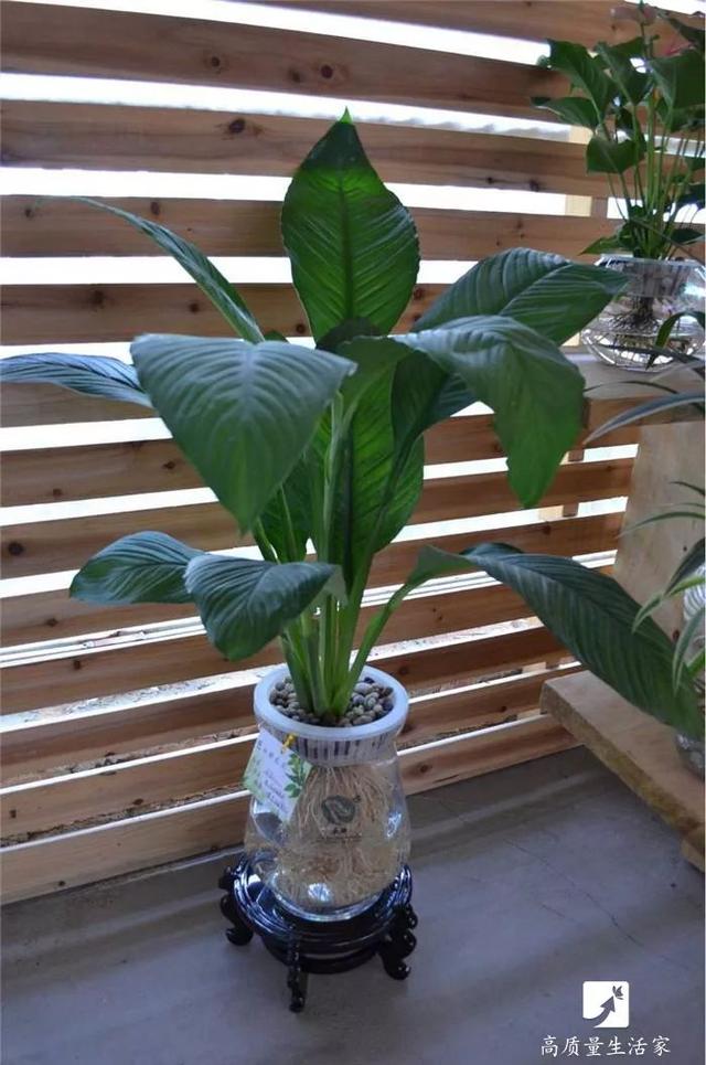 吊兰和绿萝吸甲醛哪个好，吊兰怎么养才能更旺盛（吸甲醛最好的植物排行榜来了）