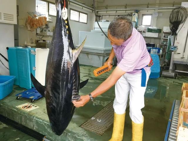 蓝鳍金枪鱼能不能人工养殖，日本近畿大学30年跋涉历程