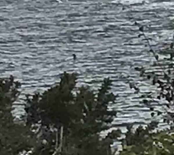 尼斯湖水怪真的存在吗，尼斯湖水怪可能真的存在吗（有的话早拍到高清图了）