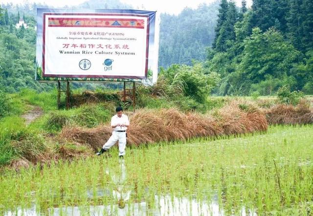 梦见矮脚鸡是什么意思 梦见矮脚鸡有什么预兆，梦见矮脚鸡是什么意思（来自世界稻作文化发源地）