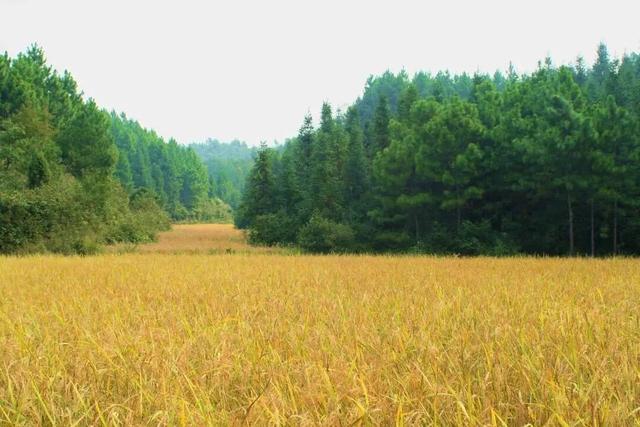 梦见矮脚鸡是什么意思 梦见矮脚鸡有什么预兆，梦见矮脚鸡是什么意思（来自世界稻作文化发源地）