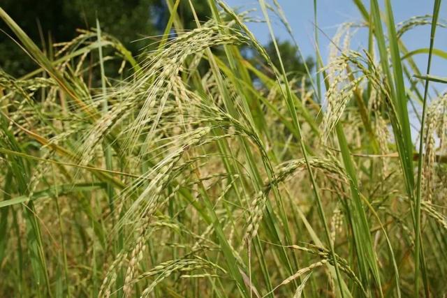 梦见矮脚鸡是什么意思 梦见矮脚鸡有什么预兆，梦见矮脚鸡是什么意思（来自世界稻作文化发源地）