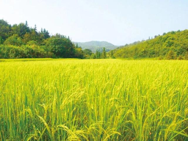 梦见矮脚鸡是什么意思 梦见矮脚鸡有什么预兆，梦见矮脚鸡是什么意思（来自世界稻作文化发源地）