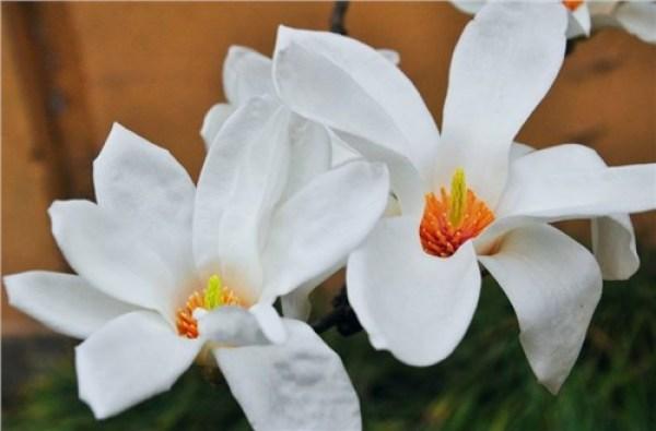 苦瓜泡一物三天血糖降，苦瓜泡一物三天血糖降真的假的（大病小病不来找）