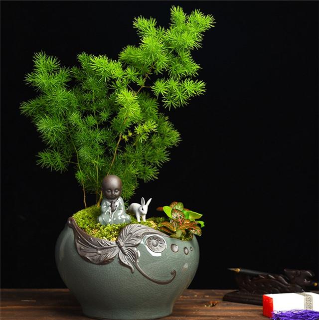 十二生肖养什么植物最旺自己，家里风水聚财最快10种方法（你的生肖养什么植物最旺你）
