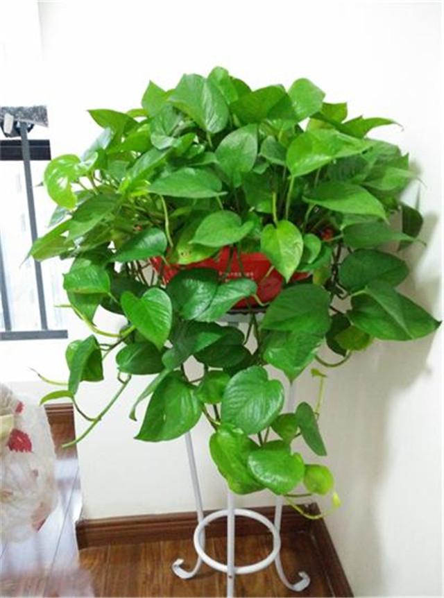 十二生肖养什么植物最旺自己，家里风水聚财最快10种方法（你的生肖养什么植物最旺你）