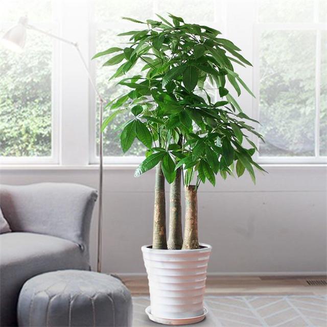 十二生肖养什么植物最旺自己，家里风水聚财最快10种方法（你的生肖养什么植物最旺你）