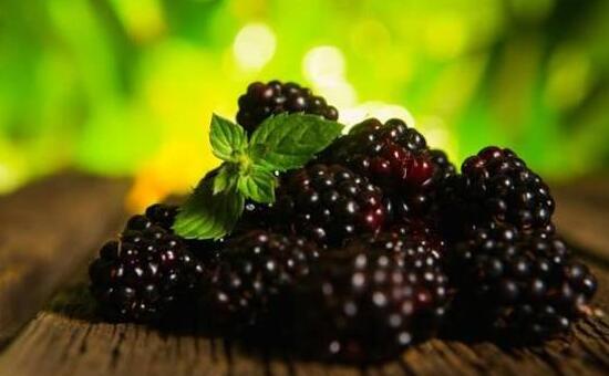 一斤桑葚泡几斤白酒，桑葚酒男人喝了壮阳吗（桑葚用什么酒泡最好）