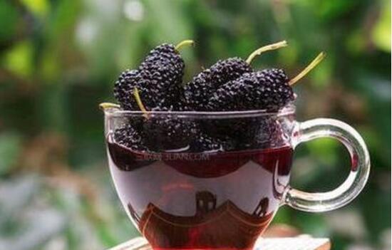 一斤桑葚泡几斤白酒，桑葚酒男人喝了壮阳吗（桑葚用什么酒泡最好）