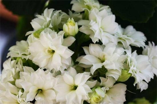 八朵卡萨布兰卡的花语图片