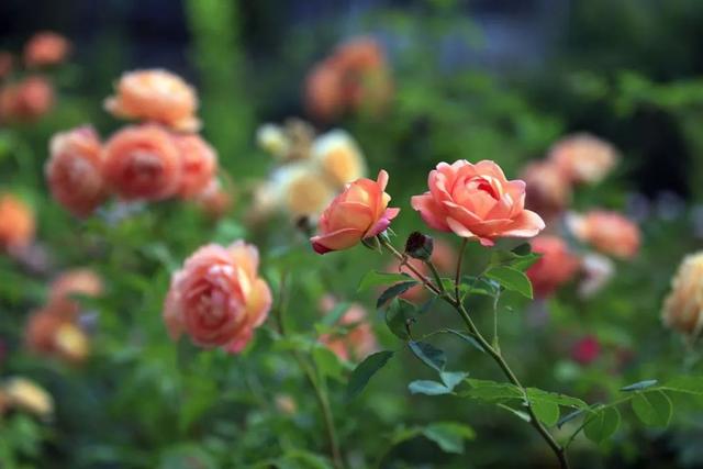 纸牌金陵十三钗游戏规则，金陵十三钗游戏规则怎样的（这些景区门票能打折）