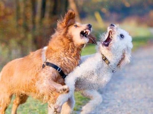 撒腿就跑的意思,撒腿就跑是成语吗(为什么不能转身撒腿就跑)