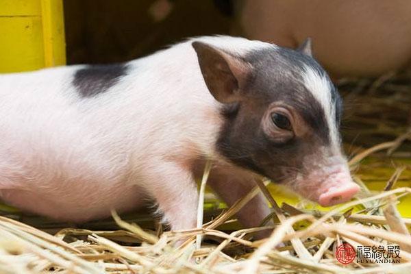 属猪和属虎的合不合，属虎的和属猪的在一起好不好（1983年的猪婚姻状况）