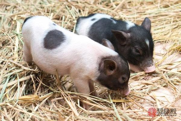 属猪和属虎的合不合，属虎的和属猪的在一起好不好（1983年的猪婚姻状况）