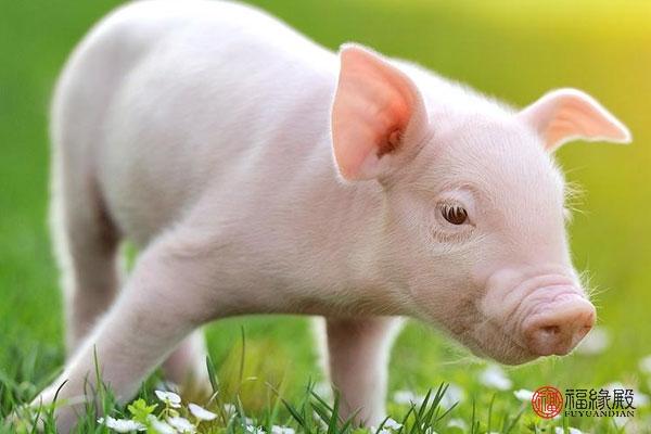 属猪和属虎的合不合，属虎的和属猪的在一起好不好（1983年的猪婚姻状况）