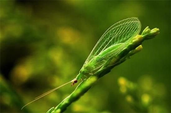 益虫和害虫有哪些，益虫哪些是害虫（盘点十大最常见到的益虫）