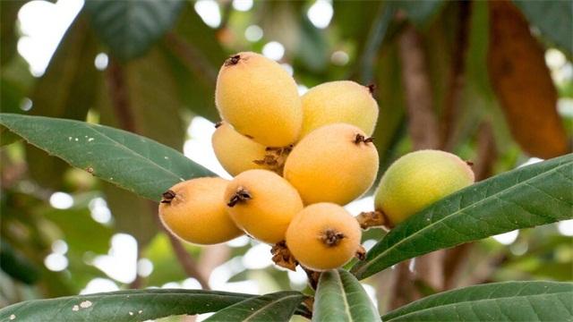 种枇杷树的忌讳，种枇杷树要死人（四大种植禁忌影响风水）