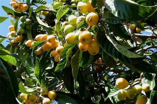 种枇杷树的忌讳，种枇杷树要死人（四大种植禁忌影响风水）