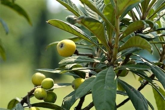 种枇杷树的忌讳，种枇杷树要死人（四大种植禁忌影响风水）