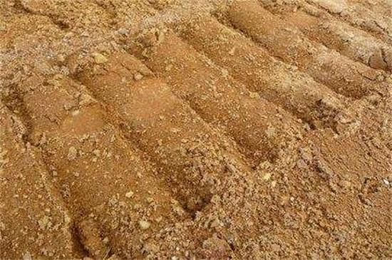 芒果怎么种植方法，种植芒果小妙招（掌握4个步骤盆栽美味芒果）