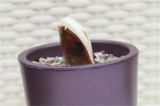 芒果怎么种植方法，种植芒果小妙招（掌握4个步骤盆栽美味芒果）