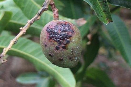 芒果怎么种植方法，种植芒果小妙招（掌握4个步骤盆栽美味芒果）